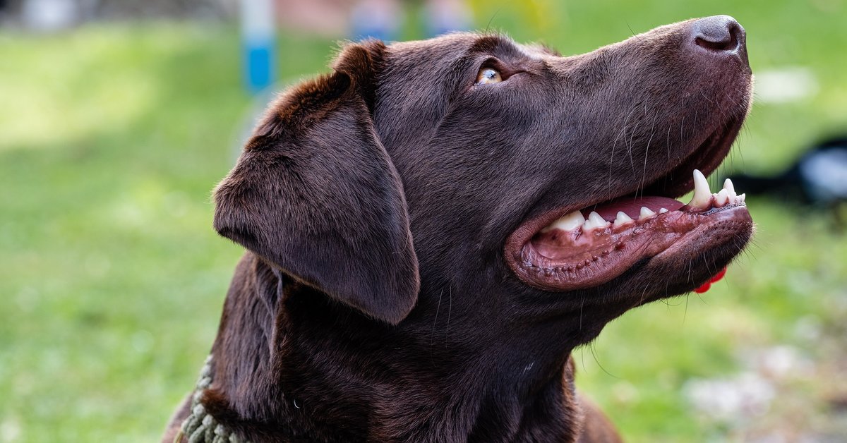 Chokoladebrun labrador retriever kigger op på en græsplæne